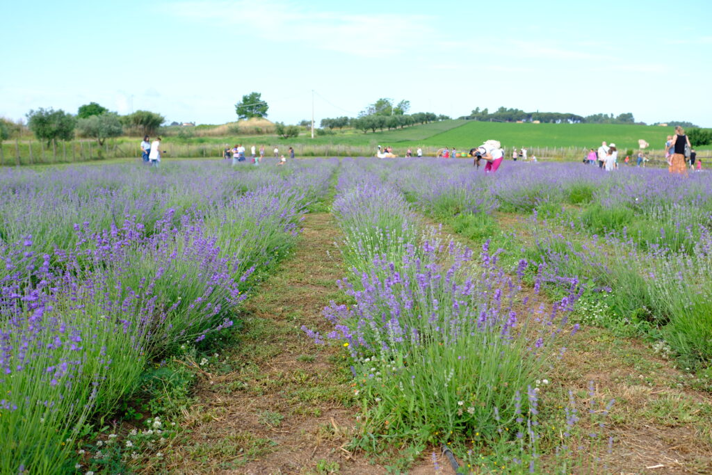 Lavandeti nel Lazio