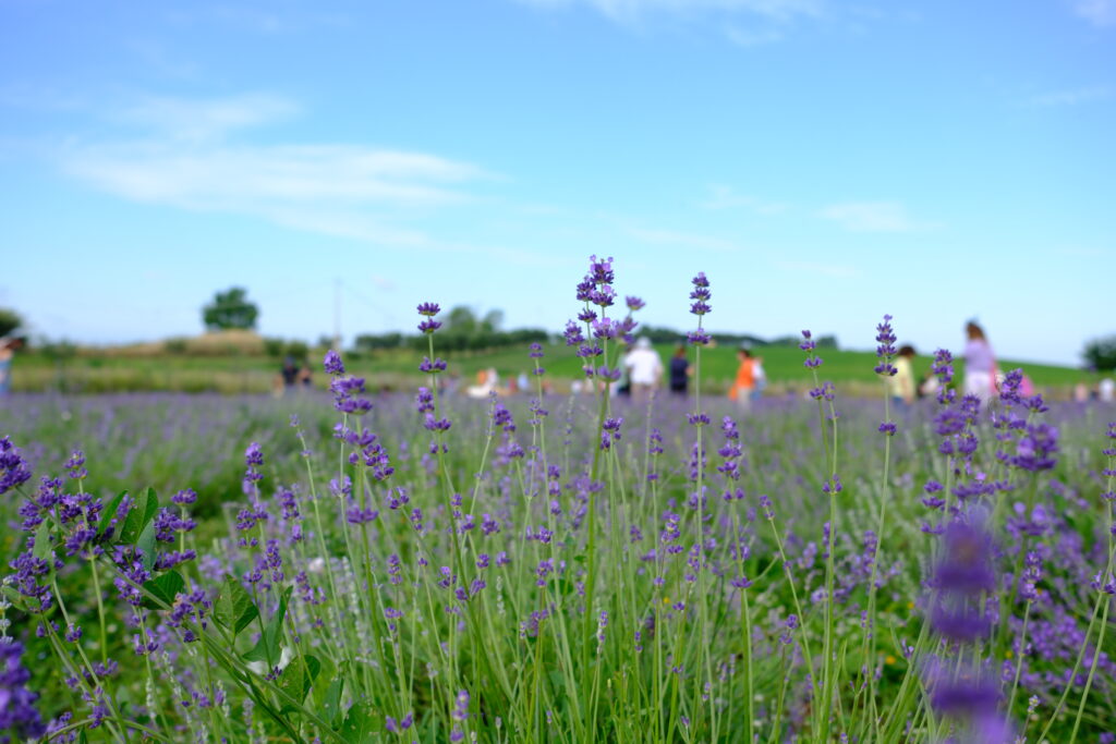 lavanda