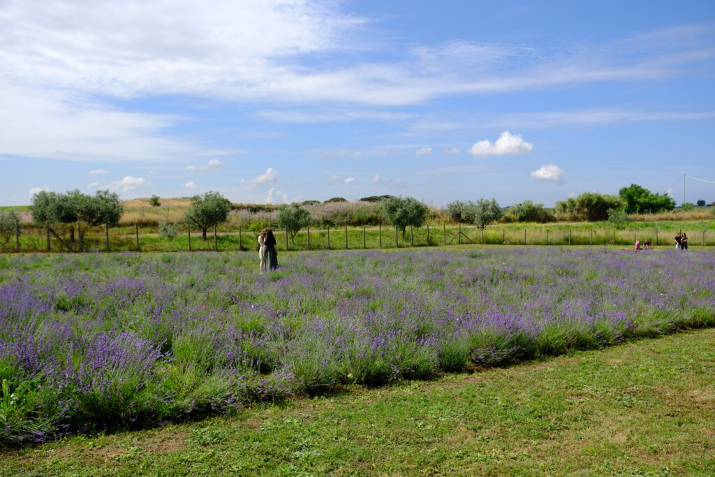 il campo